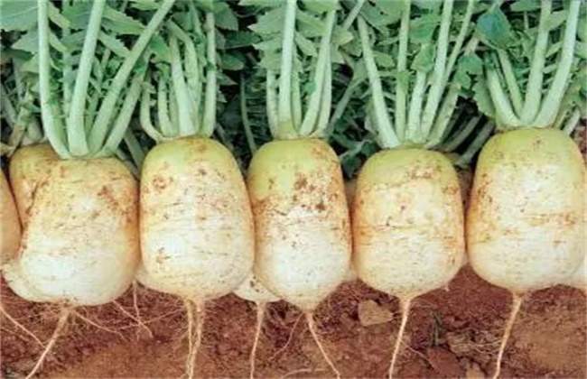 Management technology of radish expansion period