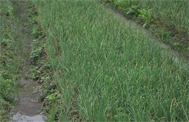 Prevention and control measures of abnormal growth of onion