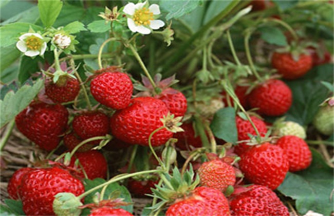 Control measures and matters needing attention of strawberry aphids