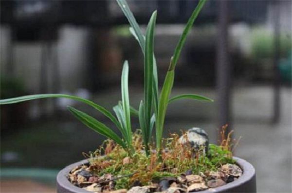 Methods and steps of making Orchid Bonsai