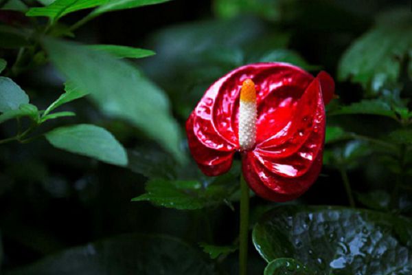 Have you ever heard that the leaves of flowers and plants should also be washed? how to wash them?