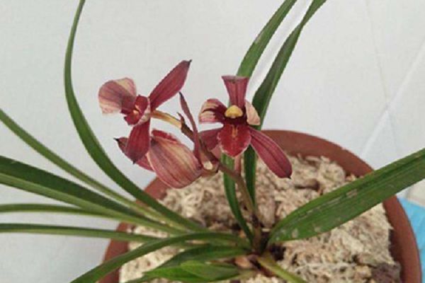 Orchids what season fertilization best