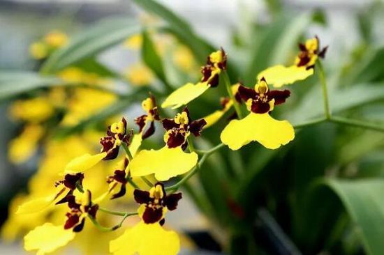 How to grow potted orchids? five planting methods and techniques teach you how to grow orchids well.