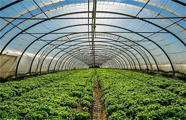 Technology of controlling vegetable growth in greenhouse