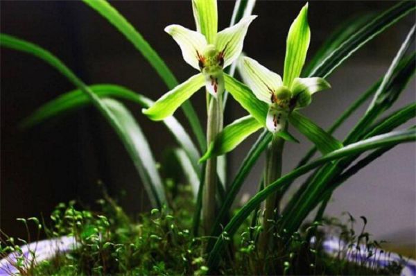 Are orchids suitable for growing indoors?