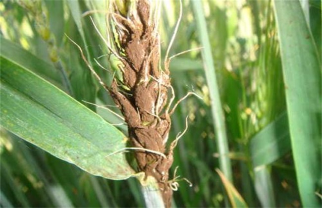 Control measures of wheat with spike and no seed