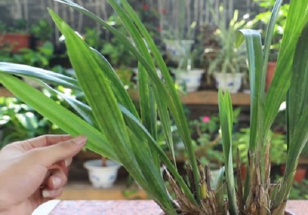 Matters needing attention in watering orchids