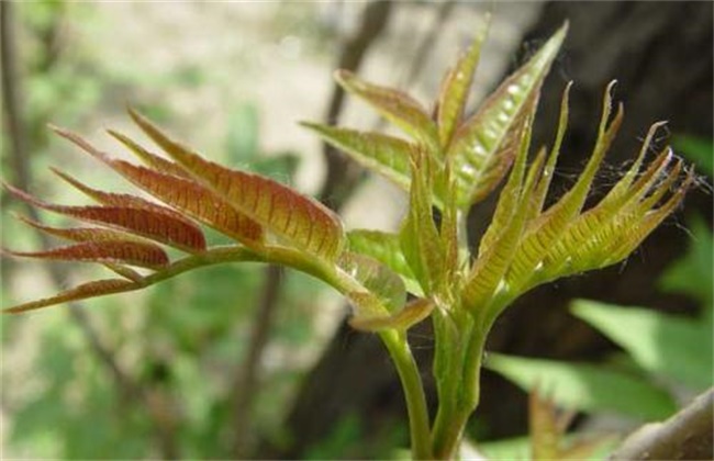 Seedling raising techniques of Toona sinensis