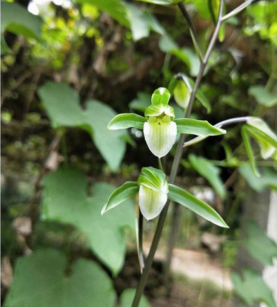 What do we need to pay attention to to preserve orchids in northern China in winter?