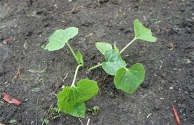 Causes and solutions of uneven emergence of vegetables