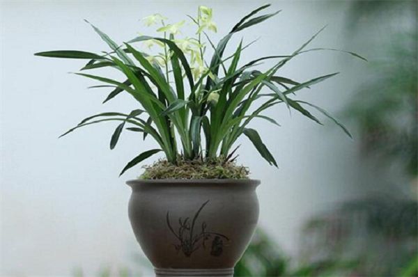 Why do orchids need high waist pots?