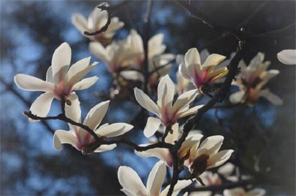 How to prolong the florescence of Magnolia, supplement light and fertilize a lot of topdressing