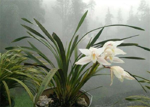 Is the white orchid poisonous? it's not poisonous, but you can't take too much aroma.