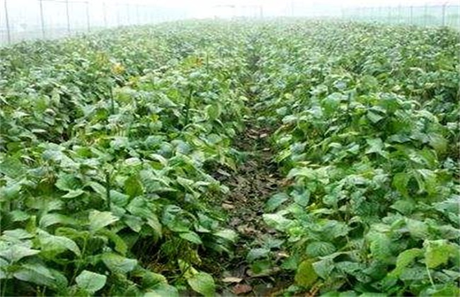 Technology of promoting early ripening of soybean