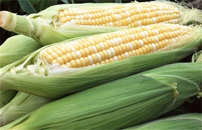 Planting techniques of Sweet Corn