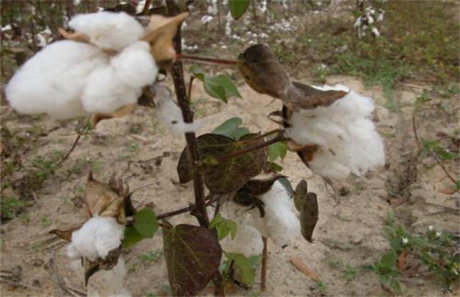 Preventive measures for early withering of cotton