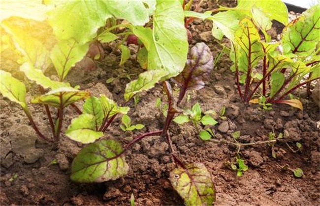 Causes and Control methods of Seedling emergence of Sugarbeet