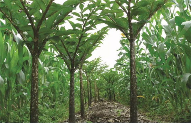 Management techniques in the middle and later stage of Amorphophallus