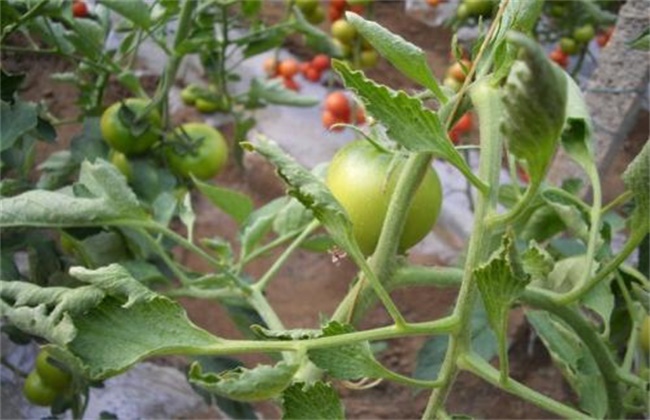 Causes of curling of Tomato leaves