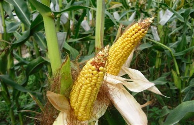 What if the ear of corn is not satisfied with the tip?