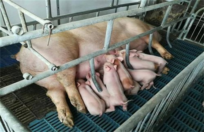 Matters needing attention in raising sows