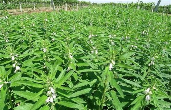 Planting techniques of White Sesame