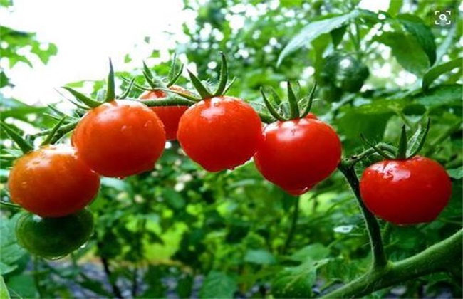 Steps of tomato planting management