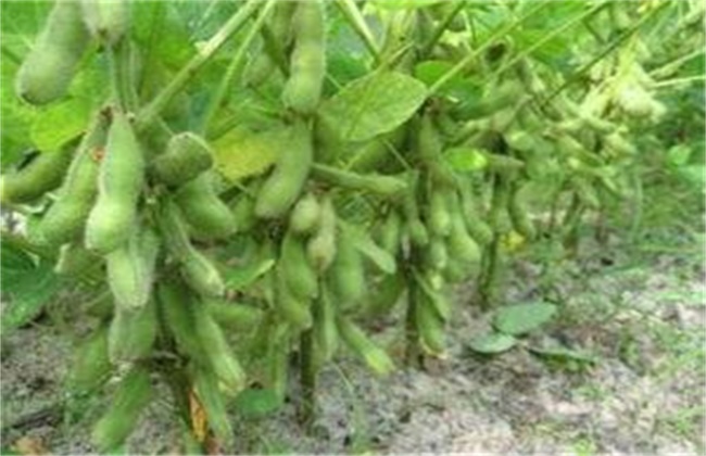 What are the fertilization techniques for soybean?