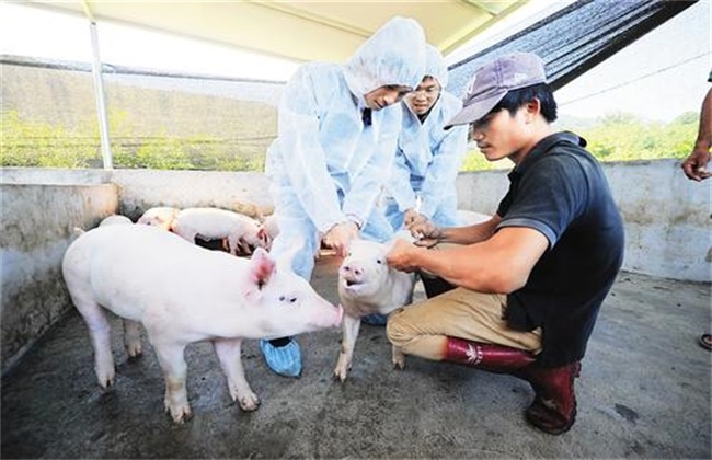 Vaccination methods of Pig Vaccine