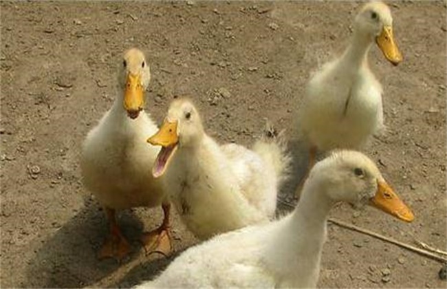 Common problems in duckling breeding