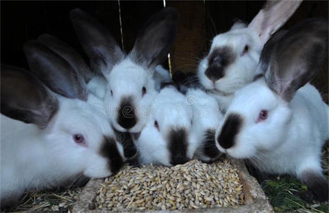 Key points of feeding and management of young rabbits