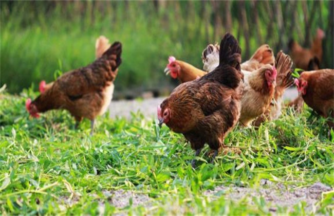 Problems that should be paid attention to in raising chickens in woodland