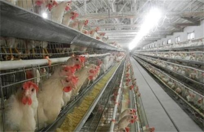 Harm of unventilated chicken house and improvement measures