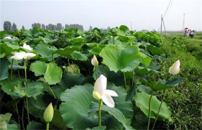 Growth characteristics and fertilization of Lotus Root