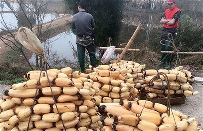 High-yield planting techniques of Lotus Root