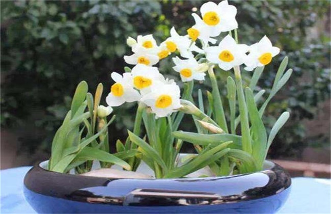 How to deal with the yellowing of daffodils leaves