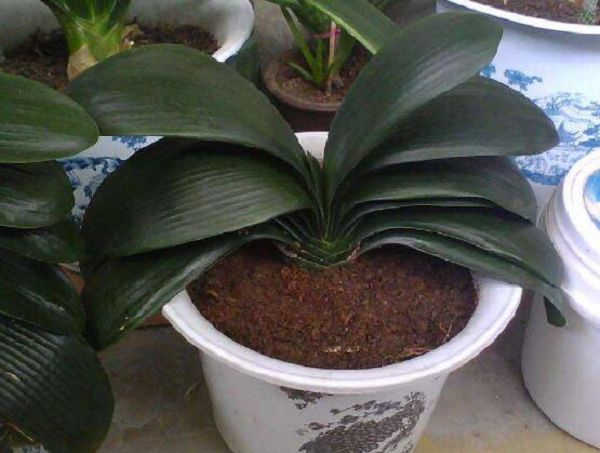 The cultivation of potted orchids actually has these four basic benefits.