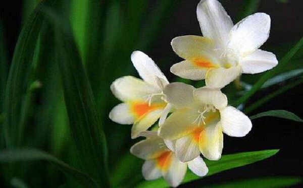 When does fragrant snow orchid blossom? What month is the flowering period of vanilla?