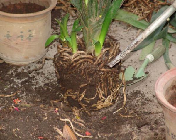 How to deal with the rust spot of Cymbidium, fertilizing and applying medicine to change the soil.