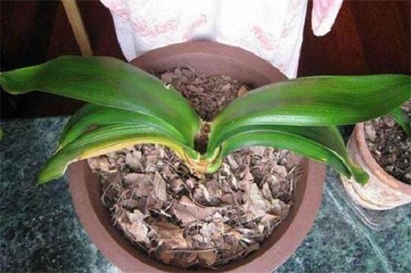 How to deal with rotten leaves of Cymbidium