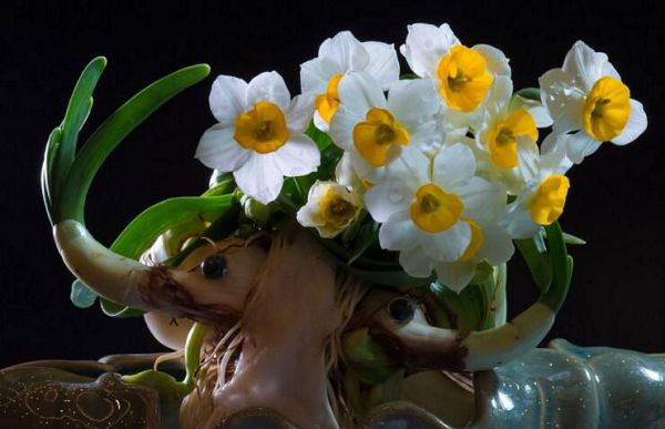 The difference between daffodils and orchids is not afraid of planting mistakes.