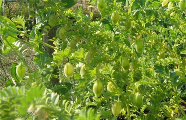 Cultivation techniques of chickpea