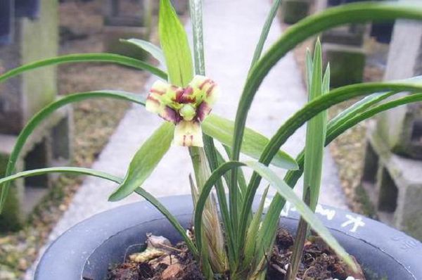 The technique of seeing buds and recognizing flowers in orchids