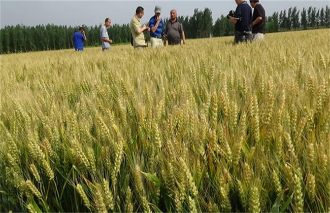 New techniques for increasing yield and income of Wheat