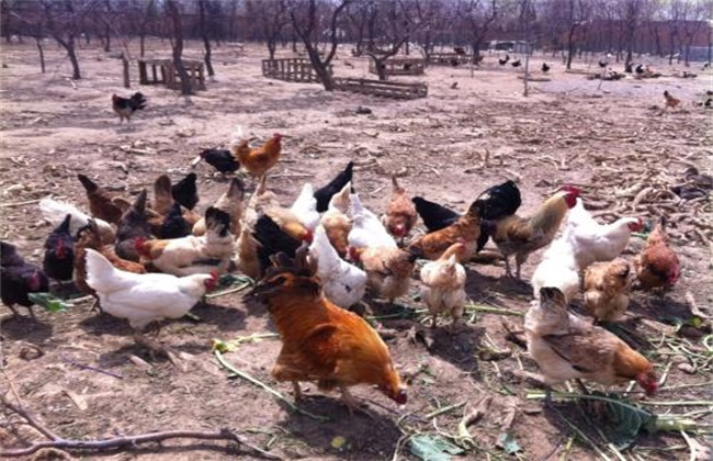 Common problems in free-range chicken breeding