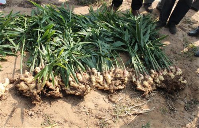 Scheme of using base fertilizer for ginger