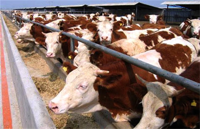 Problems in Fat cattle breeding