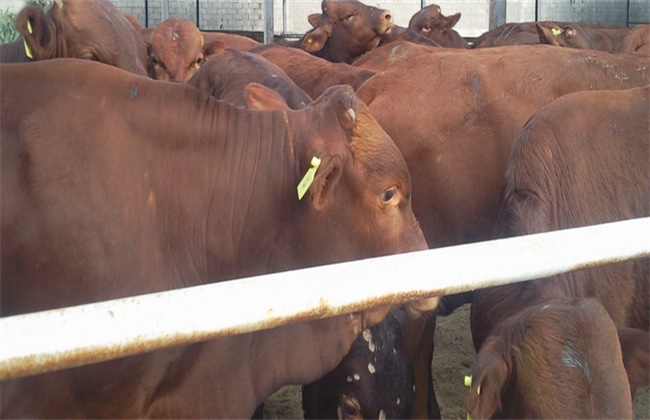 Breeding techniques of pollution-free Beef cattle