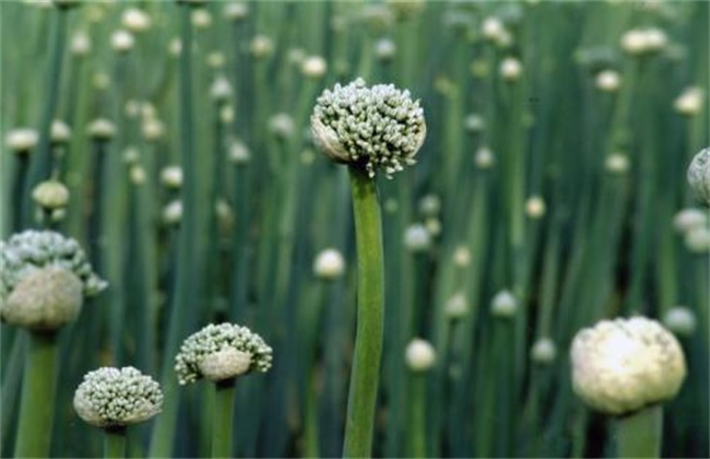 Management techniques of Onion in Spring