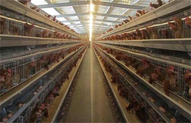 What is the cause of the dampness in the chicken house